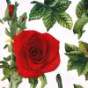 Roses - Large Wall Decals Stickers Appliques Home Decor