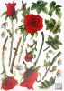 Roses - Large Wall Decals Stickers Appliques Home Decor